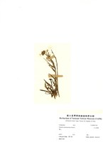 藏品(玉山飛蓬)的圖片